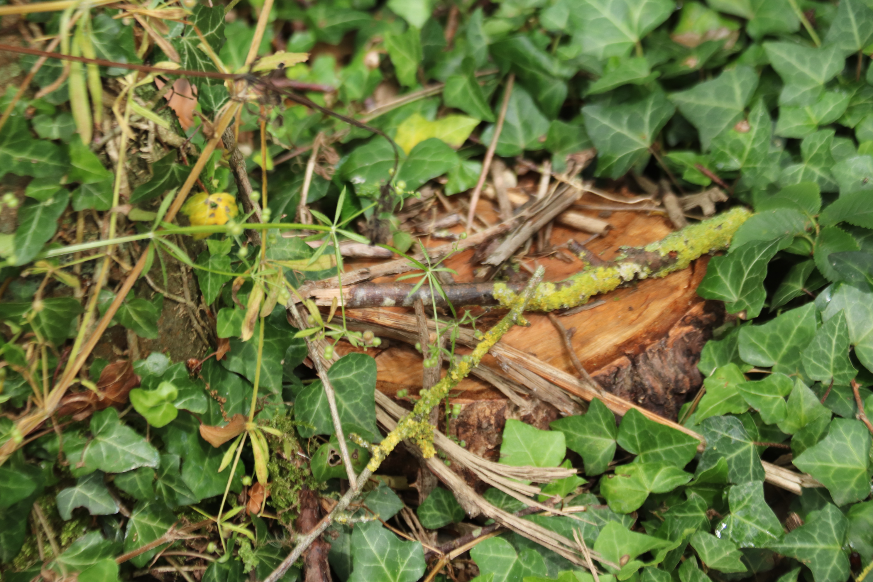 Cache géocaching la Ribou'cle Cholet