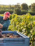 Verre Vin Vignoble Cuvée Dégustation Domaine Chantemerle Trémont