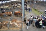 Cholet tourisme groupes marché aux bestiaux