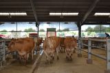 Cholet tourisme groupes marché aux bestiaux