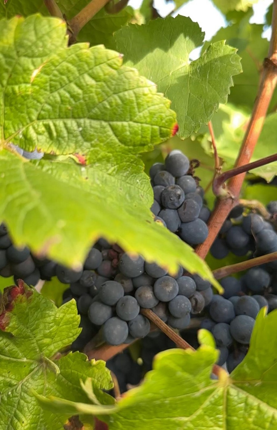 Verre Vin Vignoble Cuvée Dégustation Domaine Chantemerle Trémont