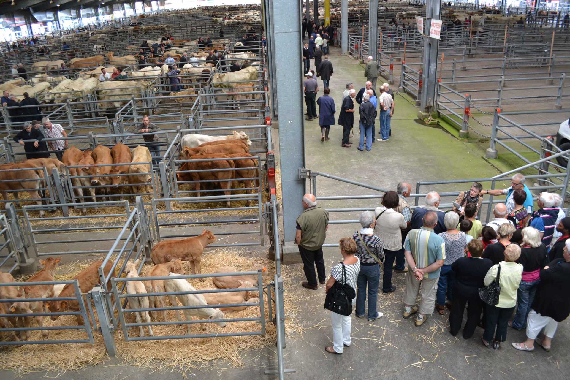 marche-aux-bestiaux-groupes-cholet-49