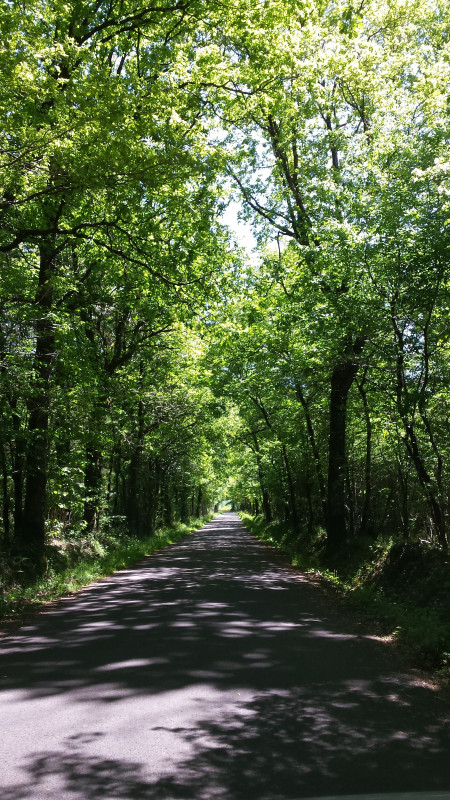 Massif forestier Nuaillé-Chanteloup-Vezins