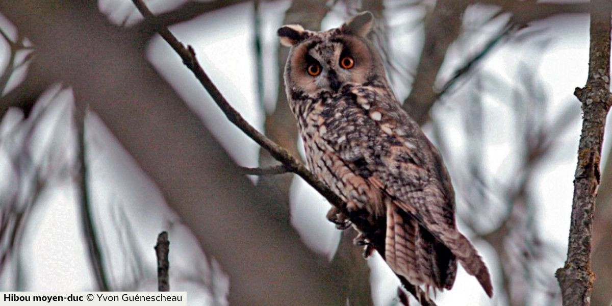 Chouettes et hiboux du bocage lpo Nuaillé