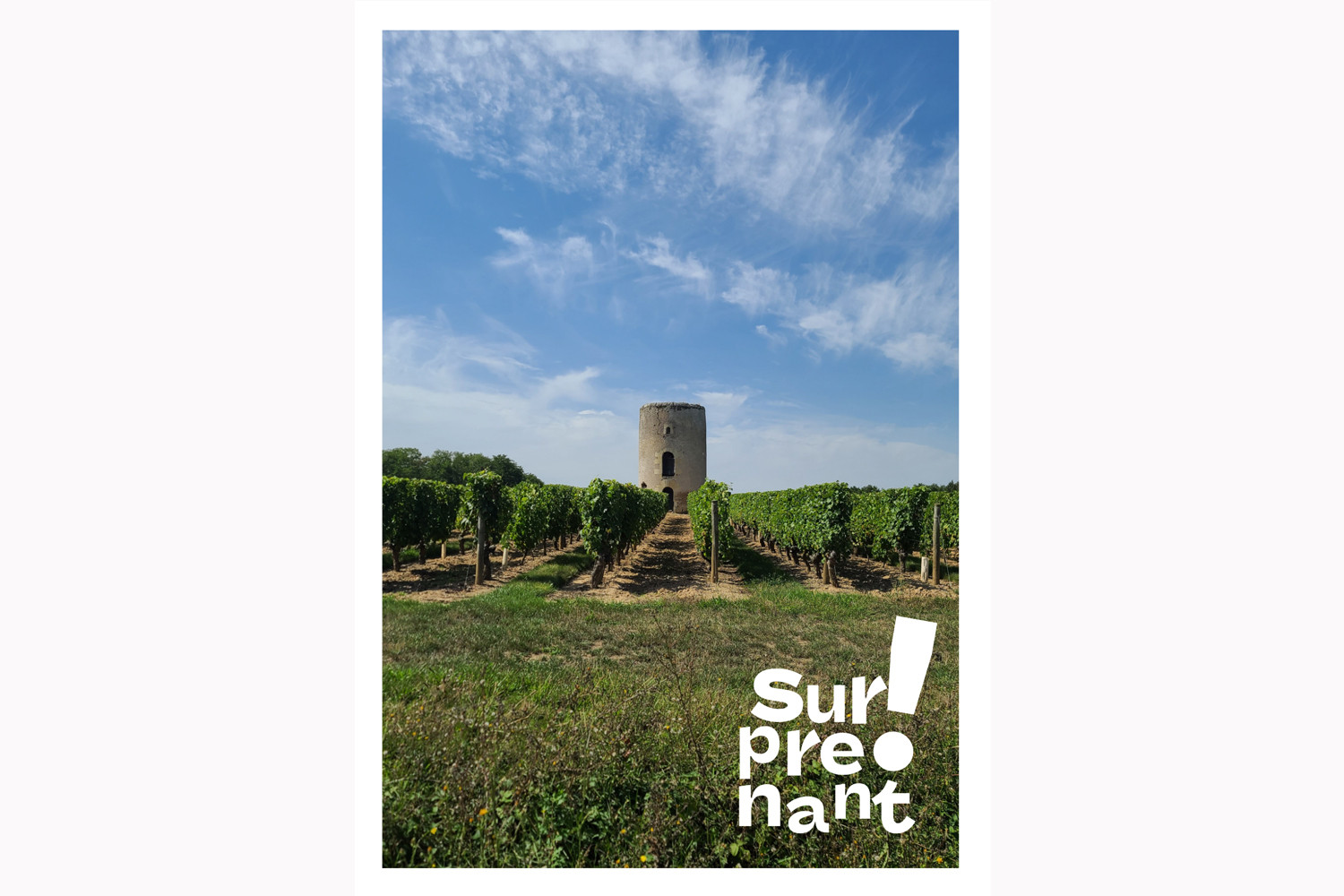 Carte Postale Surprenant - Vignoble